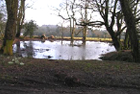 Hill Farm Pond
